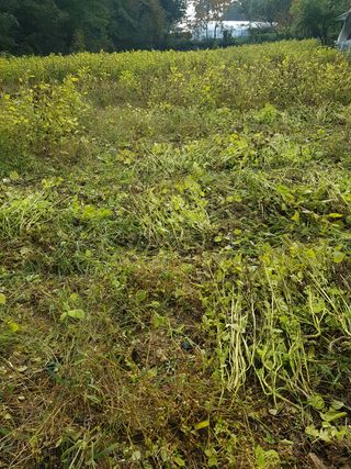 당근한개님의 들깨 · 영농일지 작성글 사진