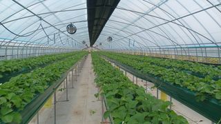 최재식 만나딸기농장님의 가을 농장 자랑해주세요🧑‍🌾 · 참여글 작성글 사진