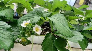 최재식 만나딸기농장님의 가을 농장 자랑해주세요🧑‍🌾 · 참여글 작성글 사진