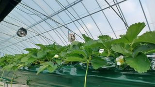 최재식 만나딸기농장님의 가을 농장 자랑해주세요🧑‍🌾 · 참여글 작성글 사진