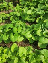 팜모닝 · 게시글 이미지