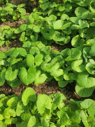 병풍취산채농원님의 작성글 사진