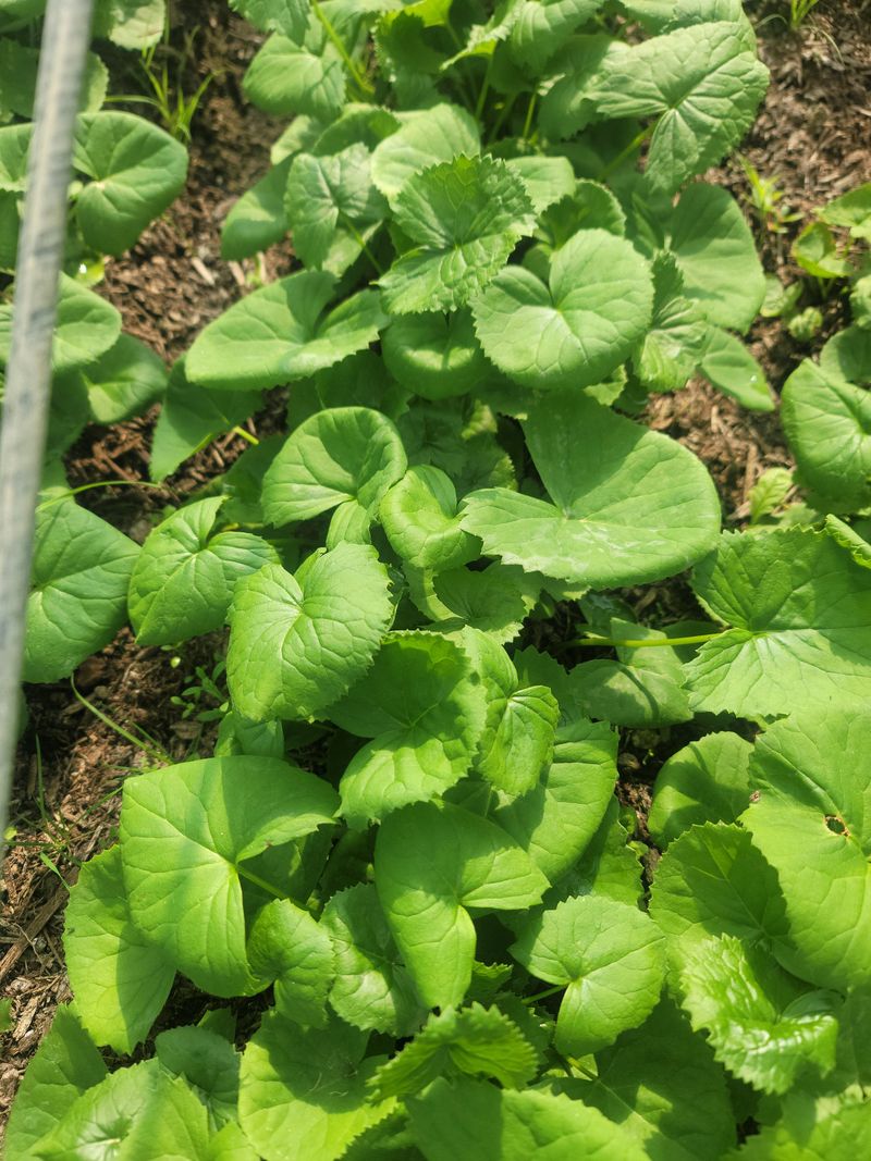 병풍취산채농원님의 장터 판매 상품 [곰취2년종근] 첨부 사진