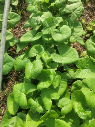 병풍취산채농원님의 작성글 사진