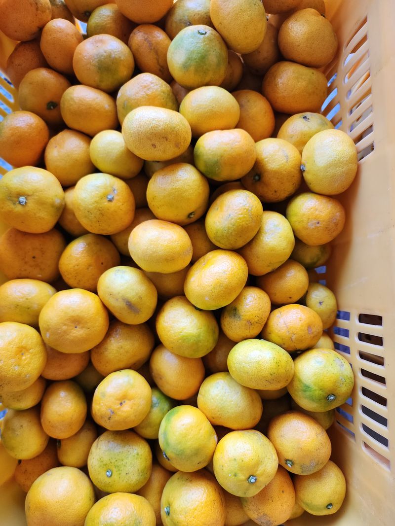 장터 상품 [노지감귤] 썸네일