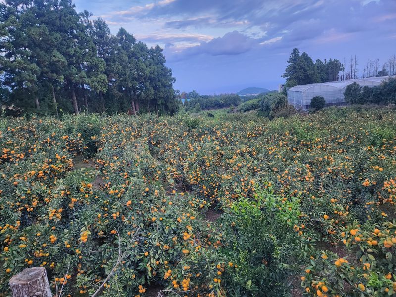 돌하루방농원(이미정님의 장터 판매 상품 [노지감귤] 첨부 사진