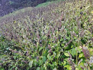 서상진님의 들깨 · 자유게시판 작성글 사진