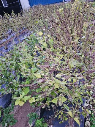 서상진님의 들깨 · 자유게시판 작성글 사진