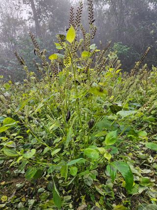 서상진님의 들깨 · 자유게시판 작성글 사진
