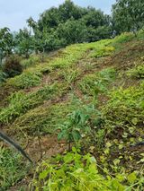 팜모닝 들깨·자유게시판 게시글 이미지