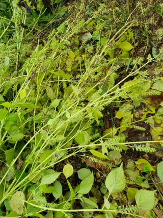 그린1505님의 들깨 · 자유게시판 작성글 사진