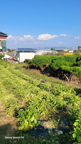 제주농부님의 들깨 · 자유게시판 작성글 사진