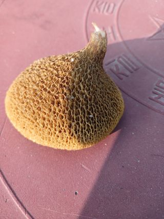 879412님의 가을 농장 자랑해주세요🧑‍🌾 · 참여글 작성글 사진