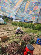 팜모닝 고추·영농일지 게시글 이미지