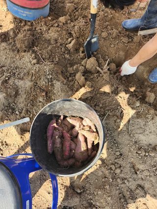 윤정숙님의 고추 · 영농일지 작성글 사진