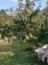 팜모닝 가을 농장 자랑해주세요🧑‍🌾·참여글 게시글 이미지