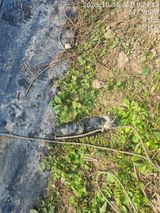 팜모닝 딸기·영농일지 게시글 이미지