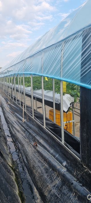 박원영님의 딸기 · 영농일지 작성글 사진