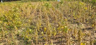 신승철님의 콩 · 영농일지 작성글 사진