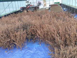 박미경님의 들깨 · 영농일지 작성글 사진