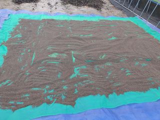 박미경님의 들깨 · 영농일지 작성글 사진