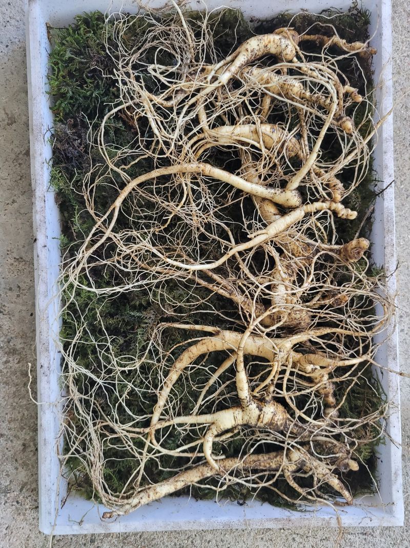 신재용님의 장터 판매 상품 [장뇌삼 파격 할인판매 ] 첨부 사진