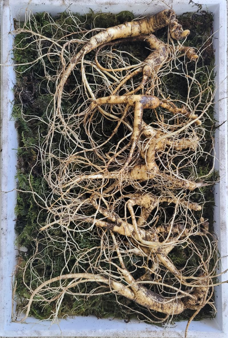 신재용님의 장터 판매 상품 [장뇌삼 파격 할인판매 ] 첨부 사진