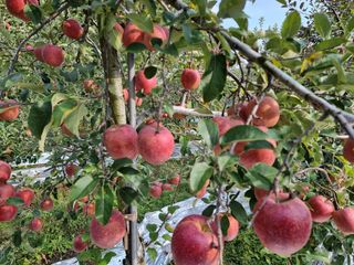 김남식님의 가을 농장 자랑해주세요🧑‍🌾 · 참여글 작성글 사진