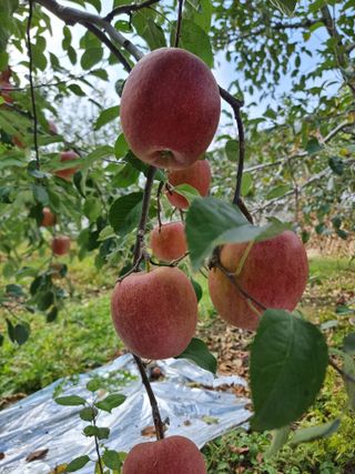김남식님의 가을 농장 자랑해주세요🧑‍🌾 · 참여글 작성글 사진