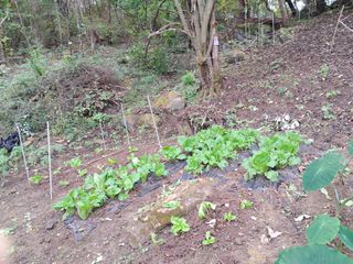 안창영님의 기타작물 · 영농일지 작성글 사진