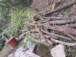 안창영님의 기타작물 · 영농일지 작성글 사진