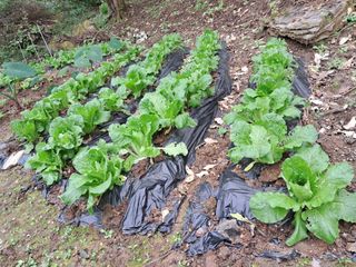 안창영님의 기타작물 · 영농일지 작성글 사진