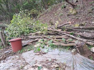 안창영님의 기타작물 · 영농일지 작성글 사진