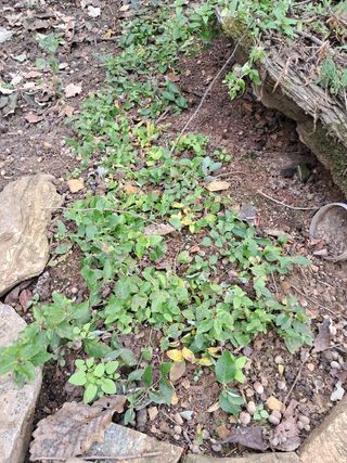 안창영님의 기타작물 · 영농일지 작성글 사진