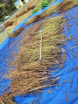 팜모닝 들깨·영농일지 게시글 이미지