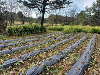 박은숙님의 들깨 · 자유게시판 작성글 사진