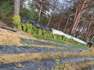 박은숙님의 들깨 · 자유게시판 작성글 사진