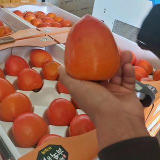 감을키우는젊은농부님의 가을 농장 자랑해주세요🧑‍🌾 · 참여글 작성글 사진