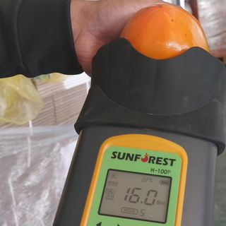 감을키우는젊은농부님의 가을 농장 자랑해주세요🧑‍🌾 · 참여글 작성글 사진