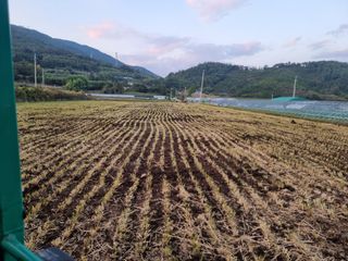 정영기대산축산농부♡님의 마늘 · 영농일지 작성글 사진