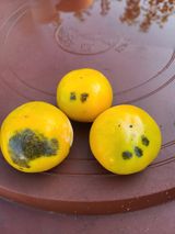 팜모닝 감·병해충상담 게시글 이미지