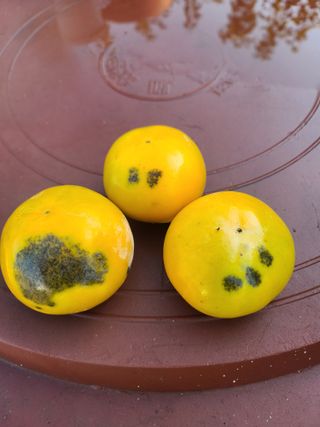 감씨없다님의 감 · 병해충상담 작성글 사진