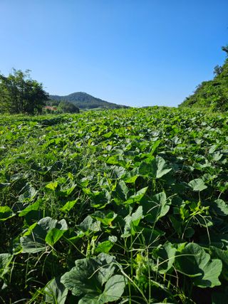 황광호님의 장터이야기 · 자유게시판 작성글 사진