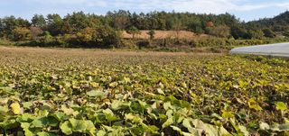 황광호님의 장터이야기 · 자유게시판 작성글 사진