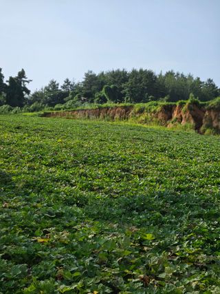 황광호님의 장터이야기 · 자유게시판 작성글 사진