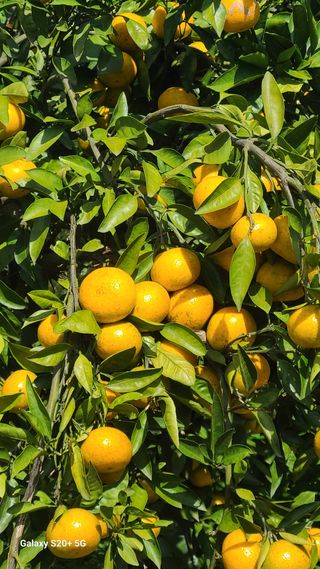 오정현님의 버섯 · 품종•종자 작성글 사진