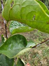 팜모닝 감·병해충상담 게시글 이미지