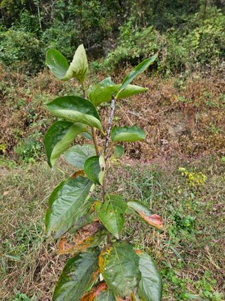 알 수 없음님의 감 · 병해충상담 작성글 사진