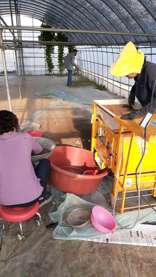 송광만님의 들깨 · 자유게시판 작성글 사진