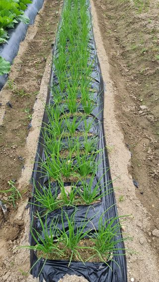 장순연(부경농원)님의 배추 · 일상 작성글 사진